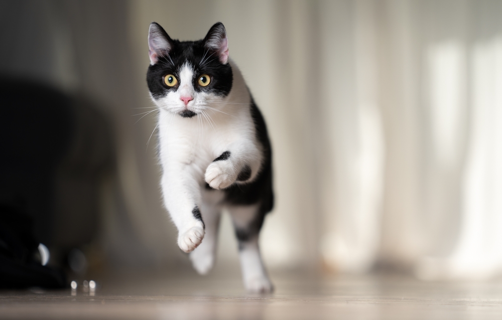 black and white domestic shorthair jumping