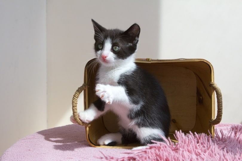 black and white kitten playing