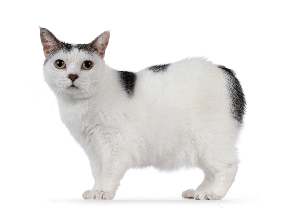 black and white manx cat