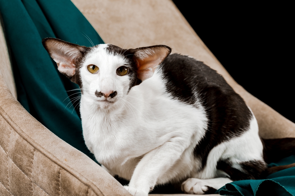 black and white oriental shorthair