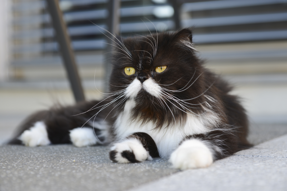 black and white persian cat lying on the floor