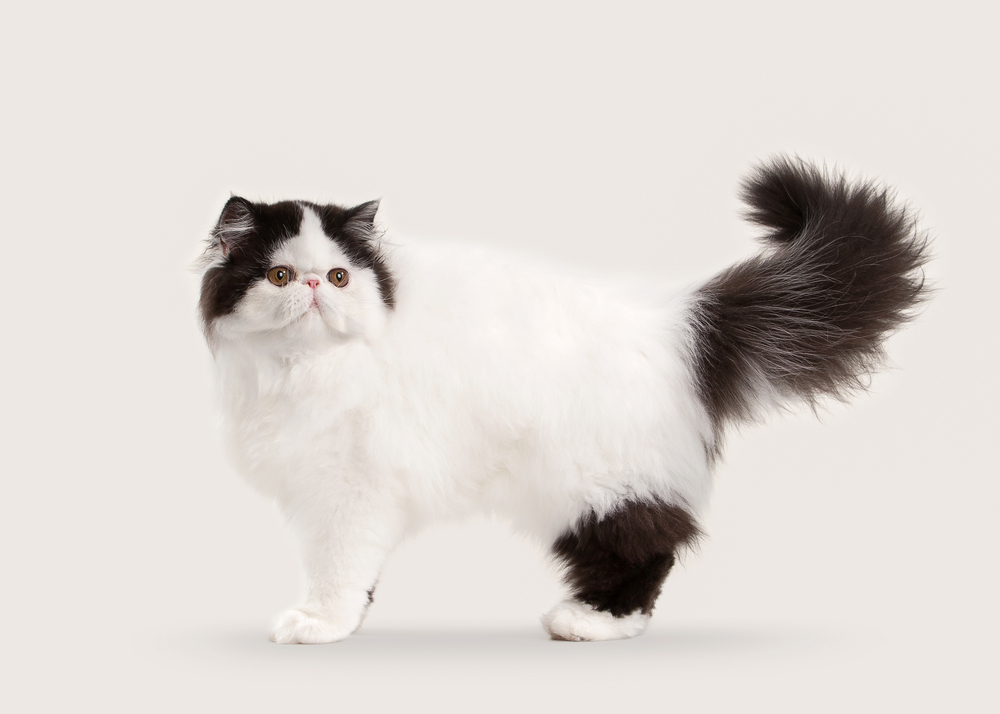 black and white persian cat