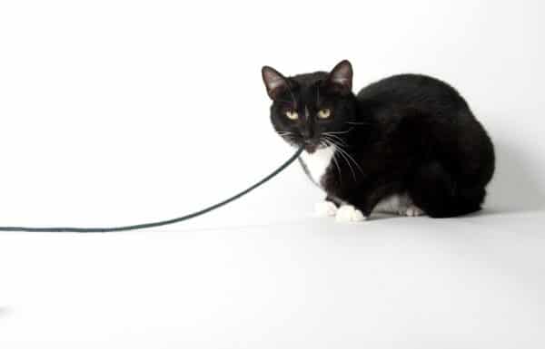 black-and-white-tuxedo-cat-playing-with-string_Tony-Campbell_shutterstock