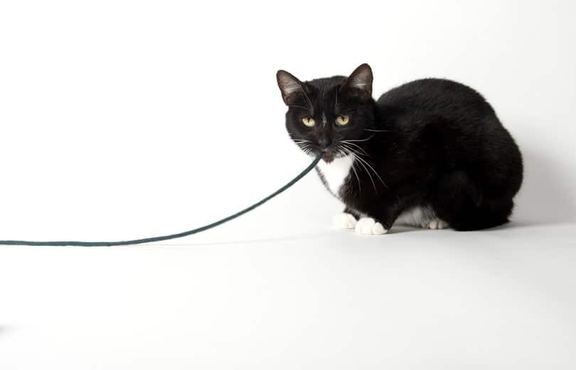 Why Do Cats Love String? 5 Reasons for This Behavior Catster
