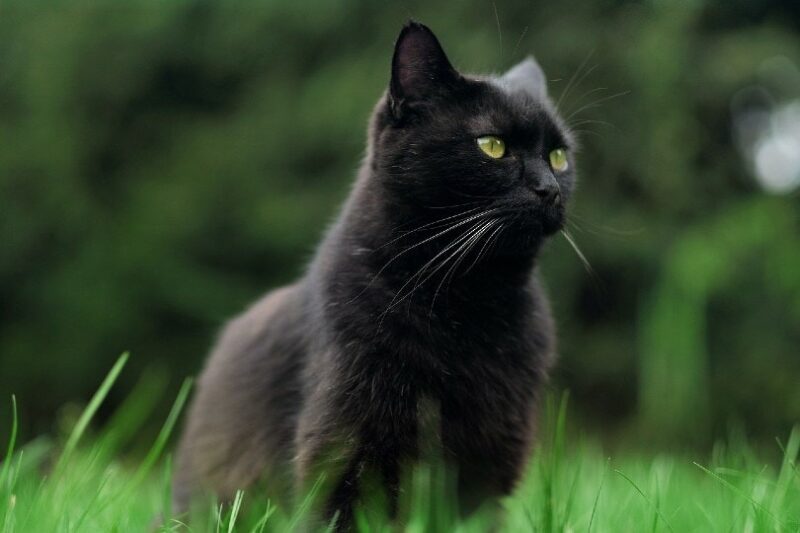 black bombay cat sitting on grass
