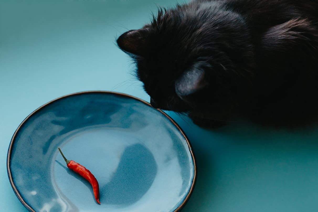 black cat and chili pepper