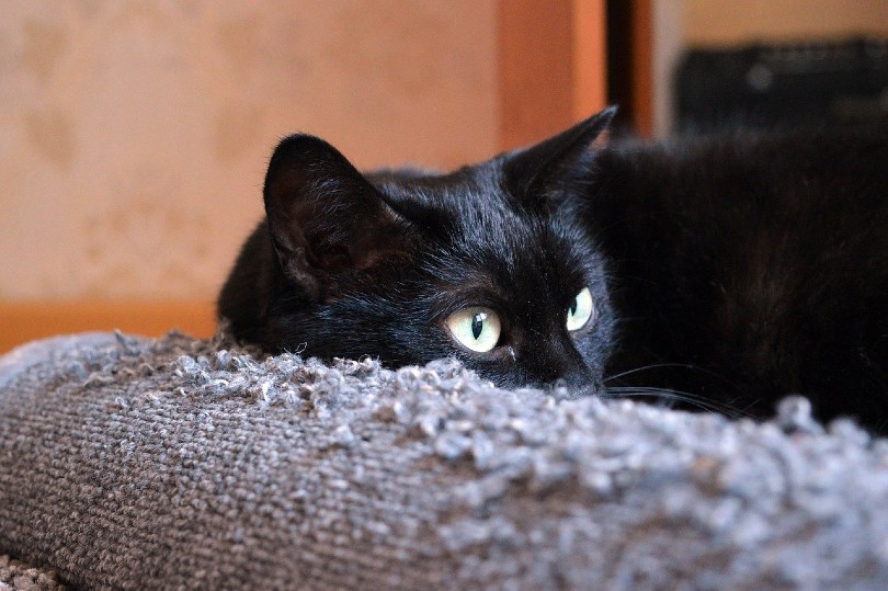 black cat and furniture scratch protector