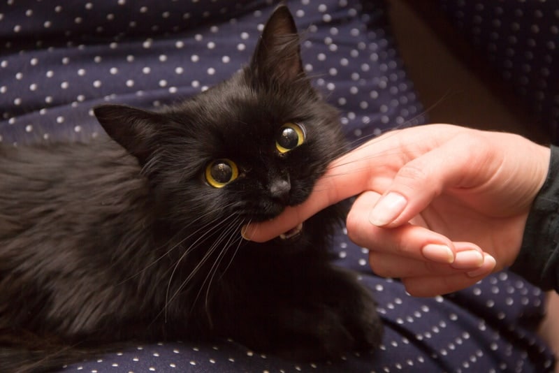 black cat biting womans finger