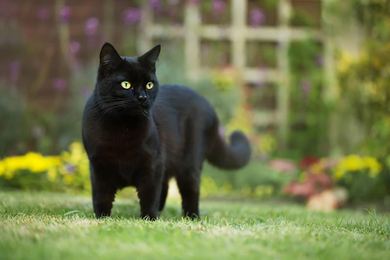 black cat in the backyard