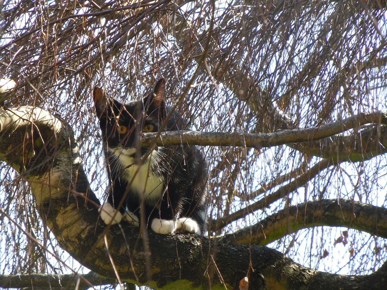 black cat in the tree