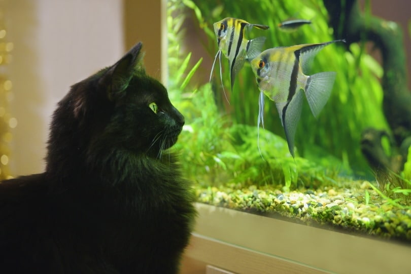 black cat looking at the aquarium fish