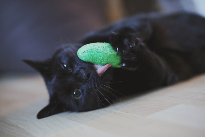 black cat playing with a toy filled with catnip