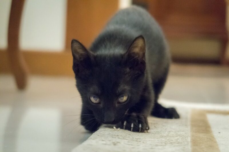 black cat sniffing the carpet