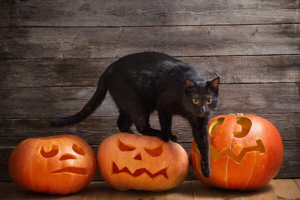 black cat surrounded with halloween pumpkins