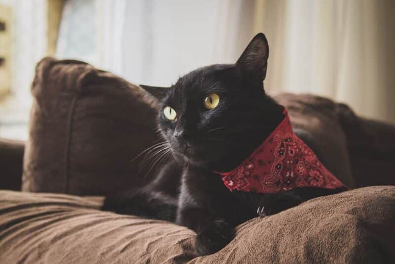 black cat wearing bandana