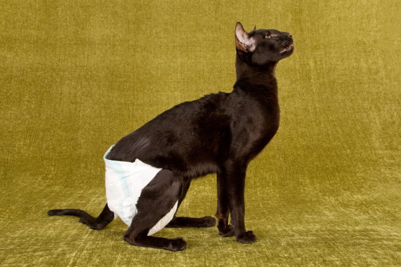 black-cat-wearing-diapers
