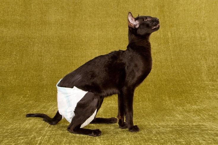 Pros & Cons of Using Cat Diapers: Is It Right for Your Cat? Vet-Reviewed  Info - Catster