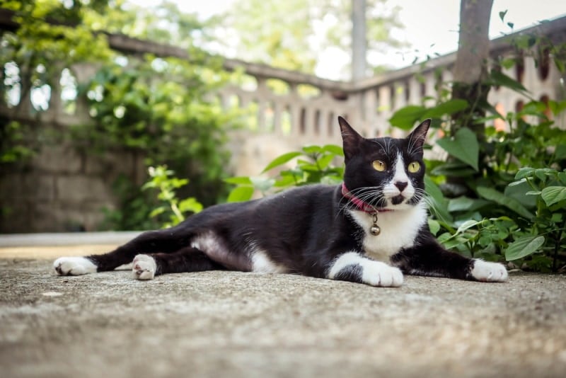 black cat with collar lying outdoor