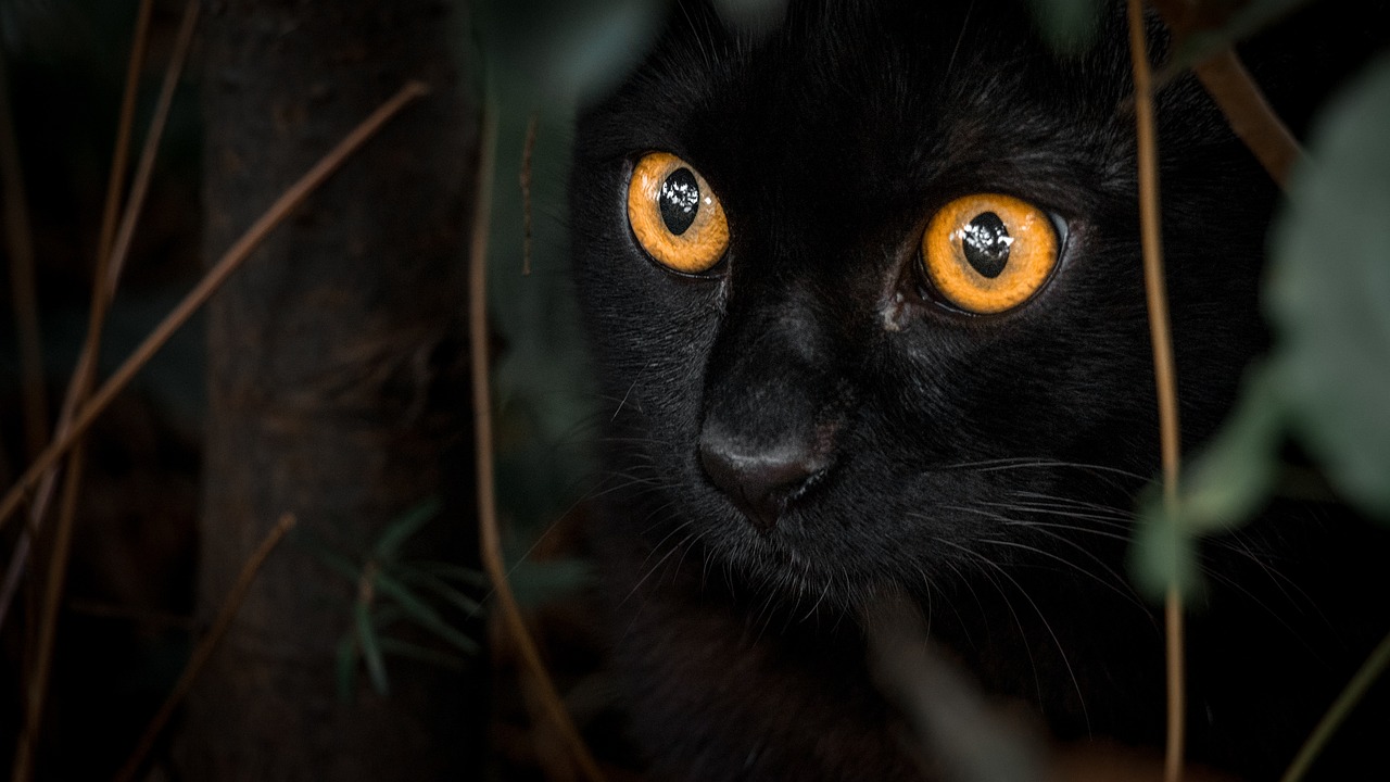 black cat with orange eyes