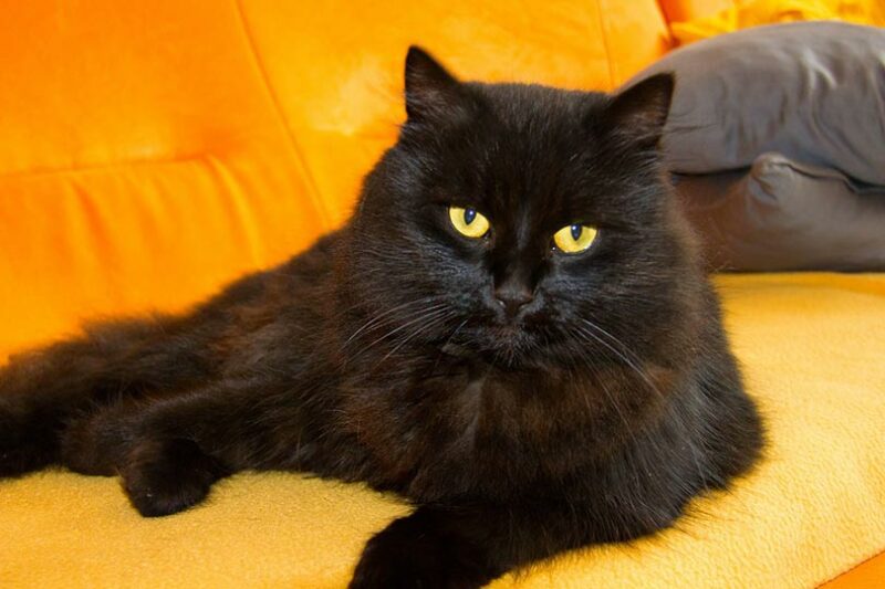 black cat with yellow eyes lying on couch