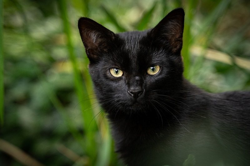 black cat