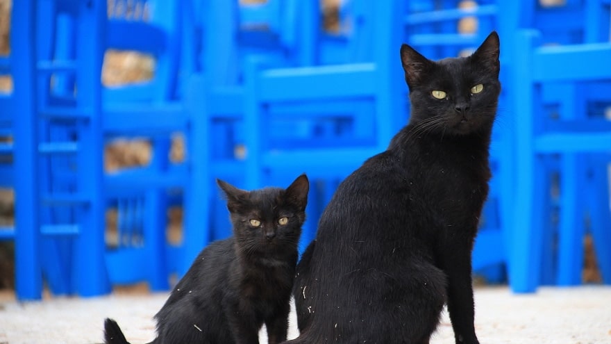 black cats