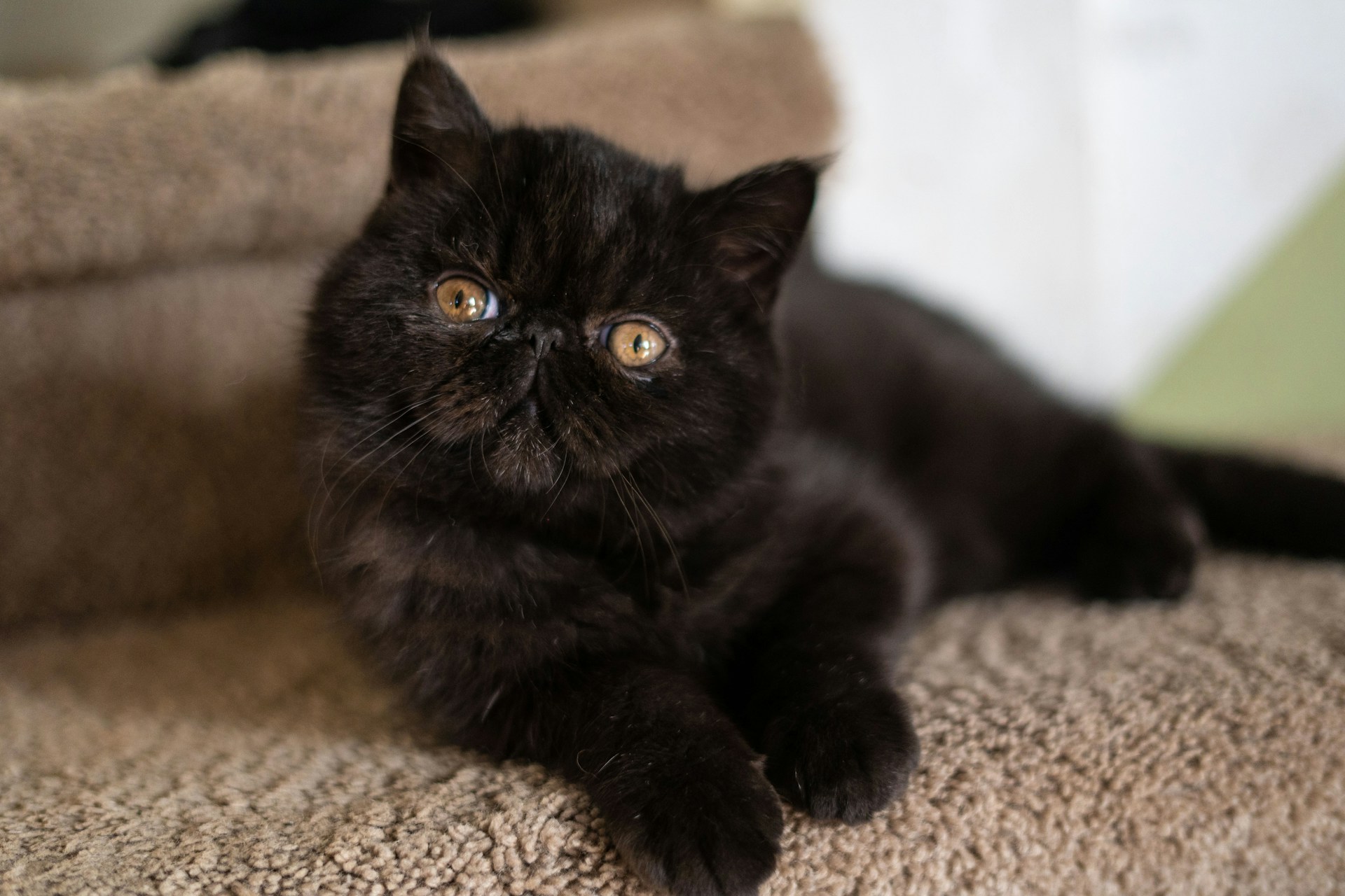 black exotic shorthair cat