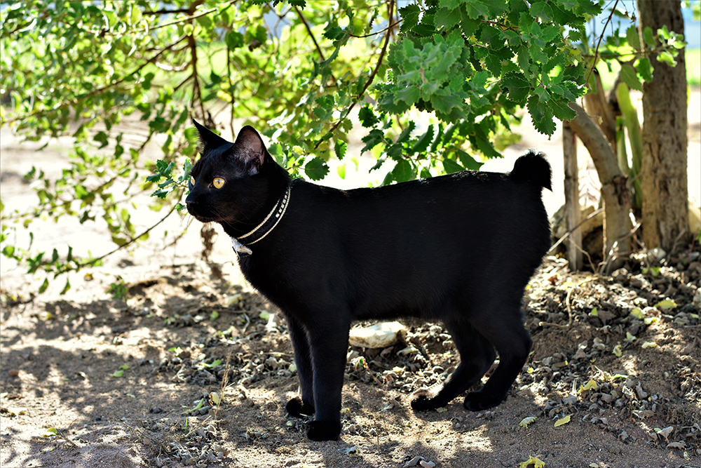 black japanese bobtail cat