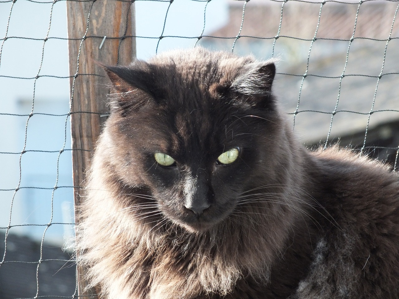 black maine coon cat beside the fence