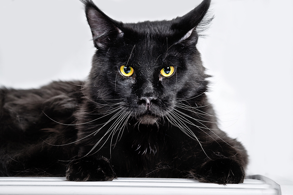 Black Maine Coon cat up close