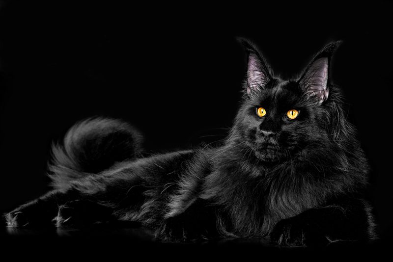 black maine coon cat with yellow eyes