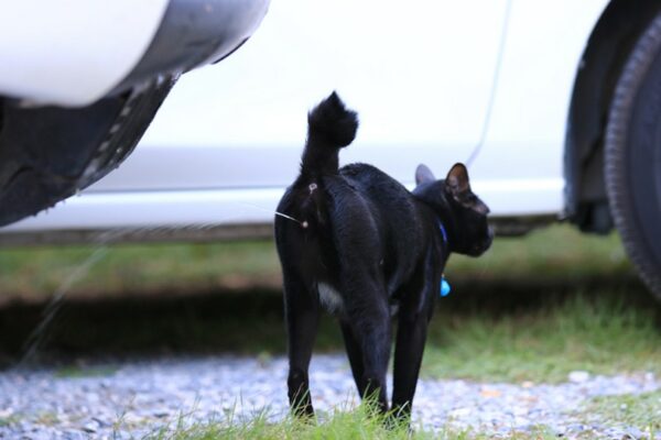 black male cat spraying at the garden