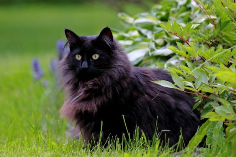 black norwegian forest cat