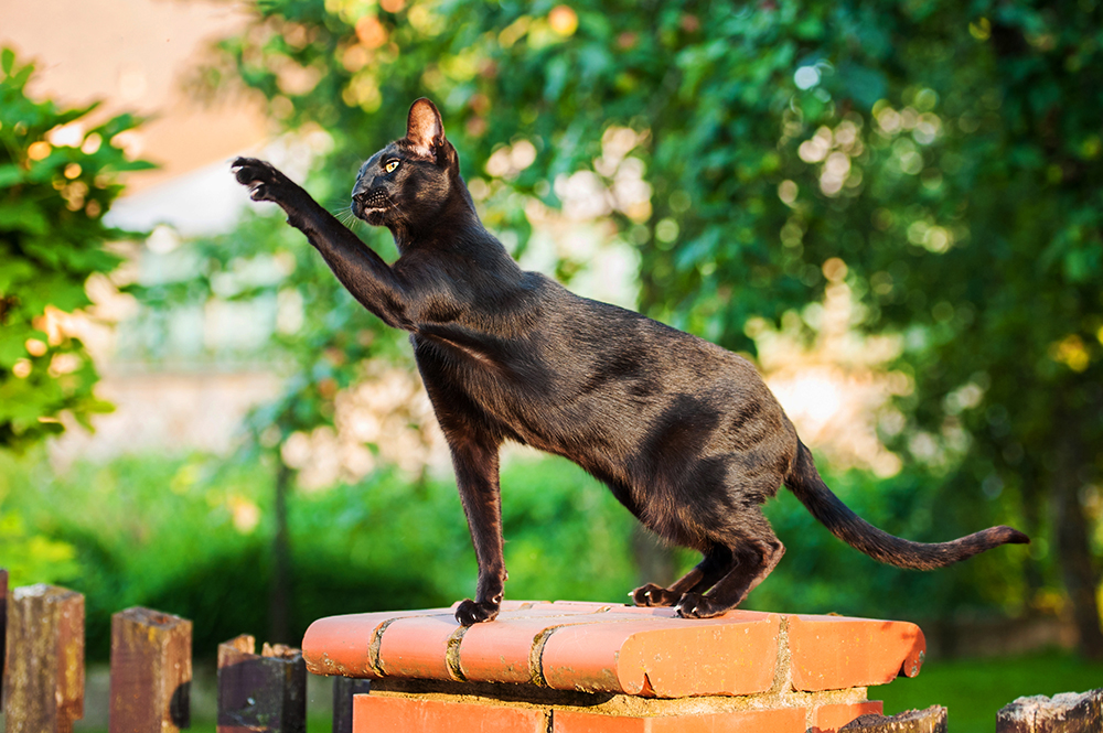 Black oriental shorthair cat