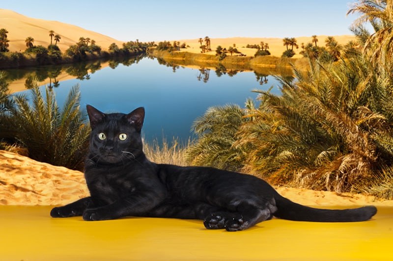 black Savannah cat