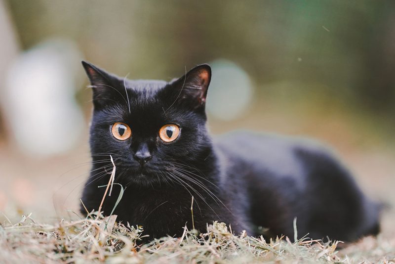 Scottish Fold black cat sitting on the grass