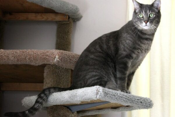 black tabby cat on a catio