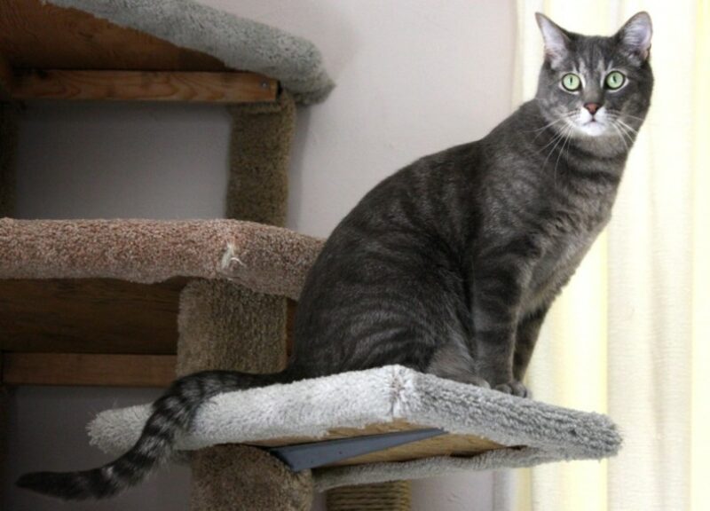 black tabby cat on a catio