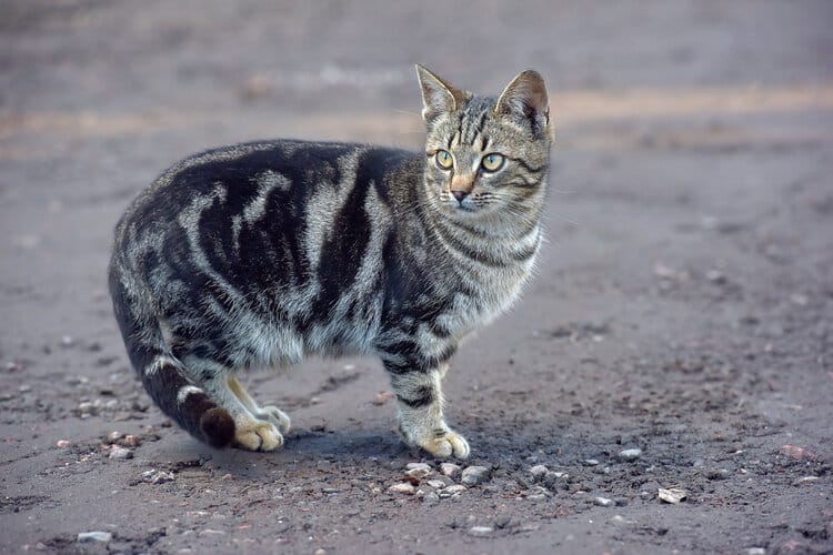 Tiger Cat Info Pictures Facts Origins Catster