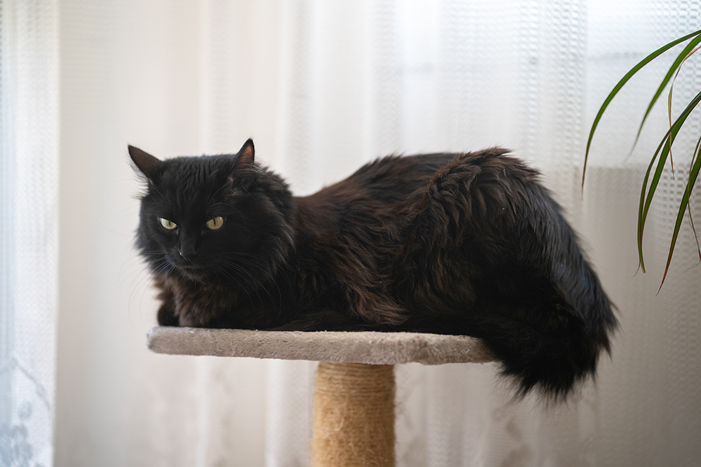 Black Turkish Angora cat on the cat tree