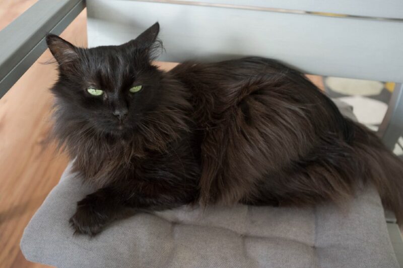 Long haired black cat sales breeds