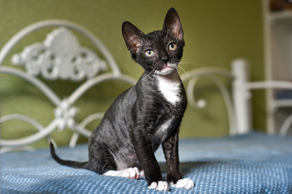 black Ural Rex kitten on the bed