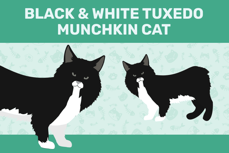 black___white_tuxedo_munchkin_cat