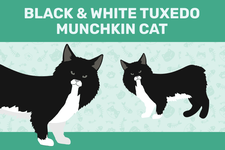 Black and White (Tuxedo) Munchkin Cat: Facts, Origin & History (With