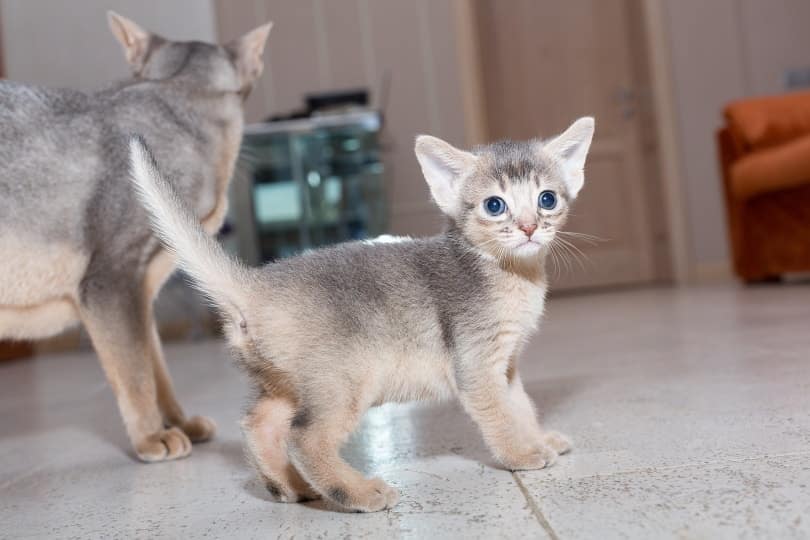 blue abyssinian cat kitten indoor