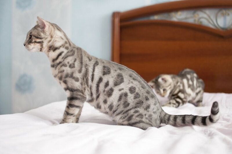 blue bengal cat on bed