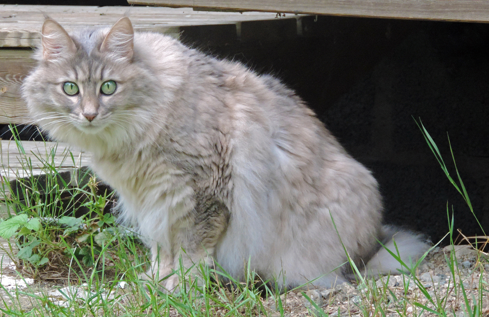 How Much Do Turkish Angora Cost In 2026 Complete Price Guide Catster How Much Do Turkish Angora Cost In 2026 Complete Price Guide Catster