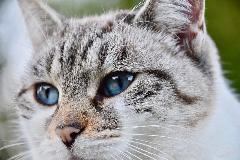 blue eyed cat
