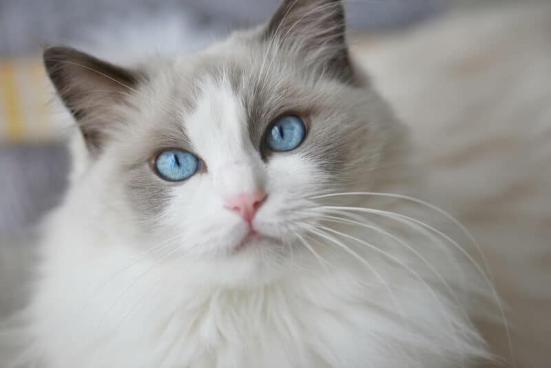 Do Cats Have Eyelashes? VetReviewed Anatomy Facts & Conditions Catster