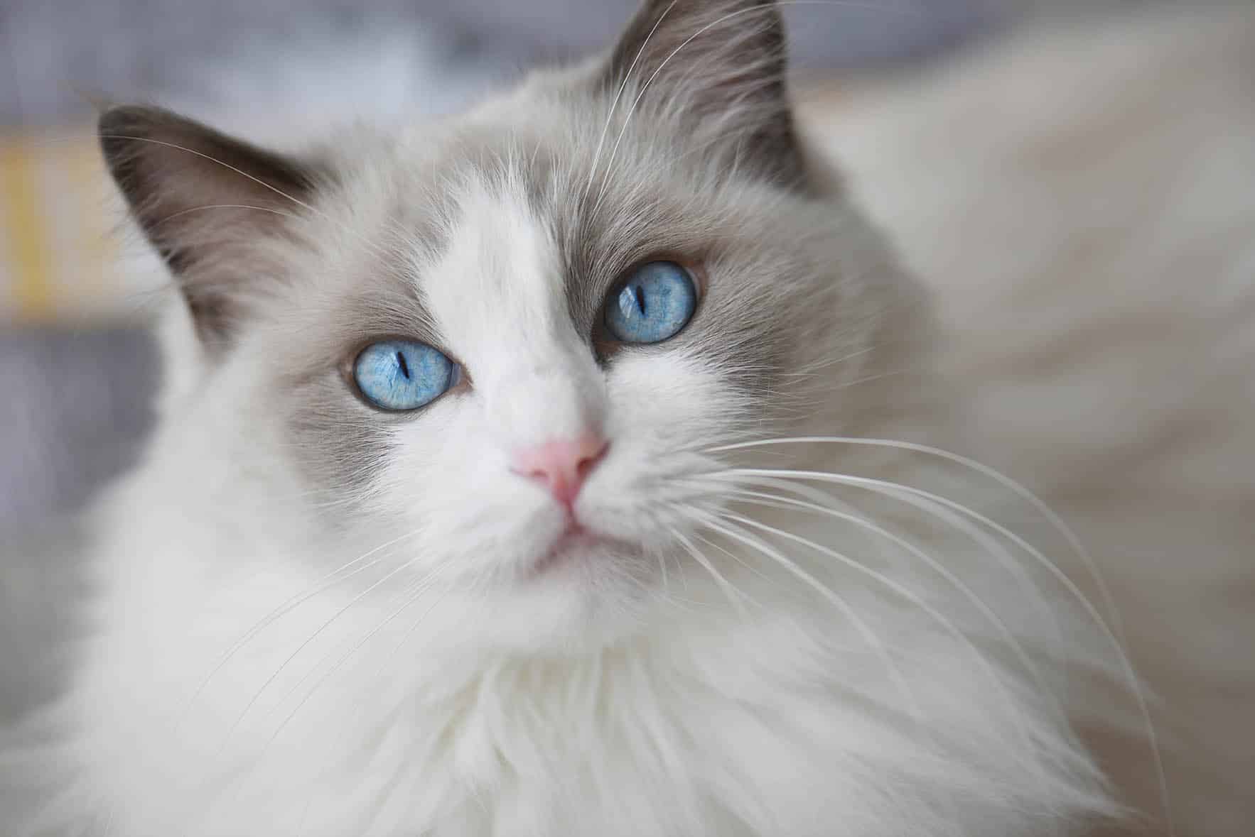 Blue-eyed ragdoll close up